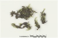 藏品(毛扭蘚)的圖片